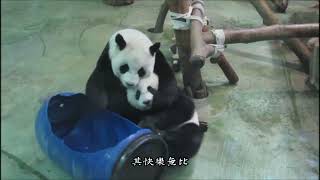 20140822圓圓愛的抱抱及當我們桶在一起 (圓仔) The Giant Panda Yuan-Zai