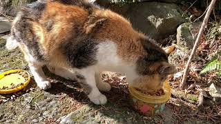 cat video 箕面公園の猫の動画 20230119 011■音声入り～三毛ちゃん、しっかり噛んで食べる。