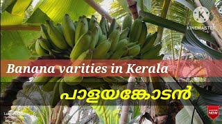 പാളയങ്കോടൻ [ Banana varieties in Kerala ]