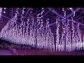 あしかがフラワーパーク2021冬のイルミネーションダイジェスト～ashikaga flower park winter illumination 2022