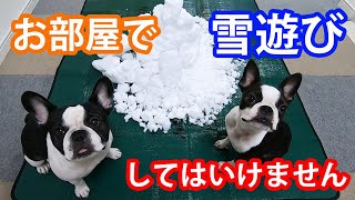 お部屋で雪遊び！犬たちが初めての体験で大惨事ｗｗ【ボストンテリアとフレンチブルドッグ】