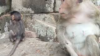 VID20250114173404 Monkey play 2