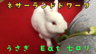 354番🐇【うさぎ×セロリ】セロリ大丈夫です！