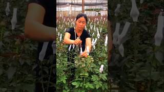 Rose Farming Techniques #rose  #farming #agriculture