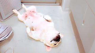 お風呂が大嫌いな愛犬をお風呂に入れたらこうなっちゃいました…【Levoit Vital 100S Pet】