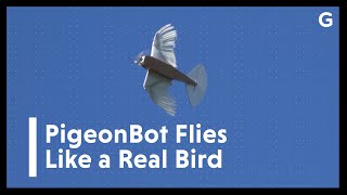 Scientists Built a Robot From 40 Pigeon Feathers and It Flies Beautifully | Gizmodo