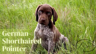 Top Things You Should Know About Gsps German Shorthaired Pointers