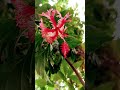 hibiscus flowers beautiful nature hibiscus gardening youtube shorts flowers