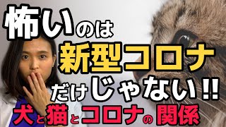 【獣医師解説】コロナを知るー知っておきたい本当のコロナと犬猫の関係ー　2020/5/8