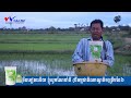 តូចតែខ្លឹមជីគ្រាប់ទ្រាប់បាតវេលស៍ណាណូតិច