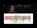 Concept 34: Lipid rafts