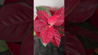 Aglaonema Super Red Plant online plant for sale 9072086062