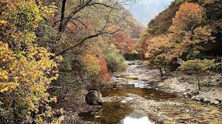 Tea time in the middle of Korean Autumn || 아름다운 가을 내장산 한가운데에서의 티타임