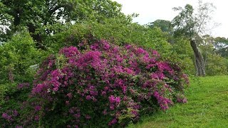 台中大坑地震公園