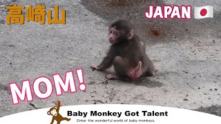 高崎山  ママどこ！探す猿の赤ちゃん / monpai monyet サル 猿 子ザル 小猿 悲劇 ニホンザル