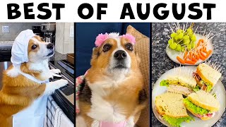Best Talking Dog Videos (August 2022)