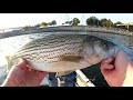 fishing with live bait and casting spoons below the dam