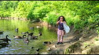 alimentando os patos