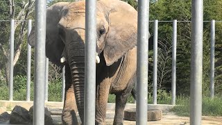 アフリカゾウ　(しろとり動物園/香川県)