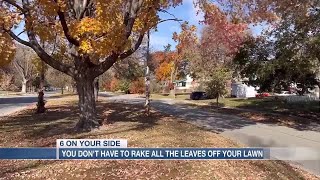 EXPLAINER: Why you don't have to rake all the leaves off your lawn