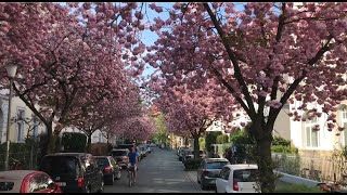 Kirschblüte Sakura Cherry Blossom Münster