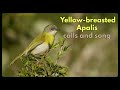 YELLOW-BREASTED APALIS contact calls and song