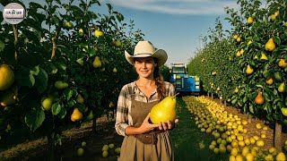 California Pear Exports: Shocking Truth Behind Million-Dollar Fruits!| Advanced Technology