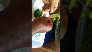 Picking Freshly Dried Neem Leaves From My Dehydrator. Neem Powder Making Part 3 #shorts