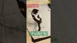 スローで見る猫の動き1#猫 #びっくり #遊び #スロー再生