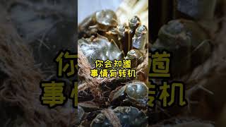 海南话里面的乐观