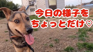 【何気ない日常】野犬川北くんとレオン軍団