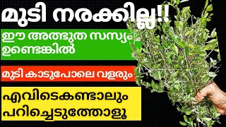 Natural Hair Dye||മുടി നരക്കാതിരിക്കാനും കാടുപോലെ  വളരാനും  ഇത് മതി#trending #hairdye