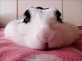 うさぎの鼻