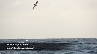 Bulwer's Petrel, Oct. 2021, off Marquesas Islands.