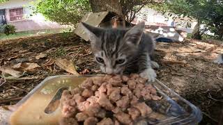 Poor little stray kittens, very hungry, yet their gaze captivates the heart with their innocence