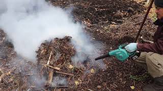 Dealing with dead bamboo on the ground while watching out for wind! Preparing the field