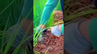 petani panen tanaman kucai di kebun #shorts