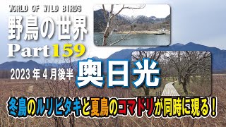 野鳥の世界Part159　奥日光で探鳥2023年4月後半