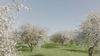 Obelų sodų žydėjimas bitės akimis / Apple Tree Garden Bloom through the Eyes of a Bee