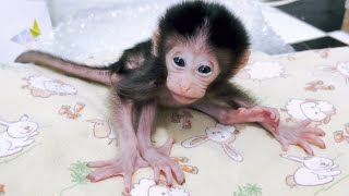 Welcome, newborn baby monkey, your body is tiny and you can't sit yet