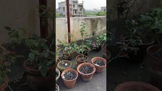 Treatment of baby rose plant by PGR - Miraculan and Super Sonata.......🌹🌹🌹🌹❤️❤️❤️❤️