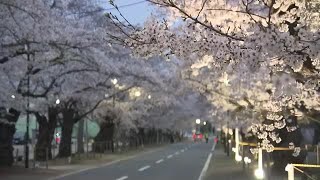 今が見ごろ　福島県の桜の名所　富岡・夜の森の桜並木　ライトアップされた桜並木は幻想的に (24/04/08 21:00)