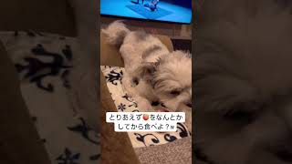 歯磨きガム好きすぎてw😂#犬 #かわいい犬 #かわいい動物 #ペット #癒される #可愛い #犬のいる生活 #歯磨き #ガム #おしり #動物 #おもしろい犬 #おもしろ動画 #おもしろい