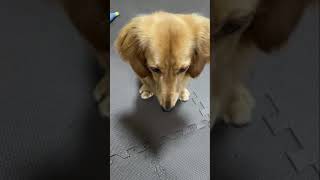 徐々に顔を上げる犬【ミニチュアダックスフンド】#Shorts