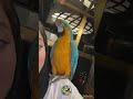 طوطی سخنگو،آرا ماکائو بزرگترین طوطی جهان ، سلام گفتن طوطی birds طوطی parrot پرنده funny pets