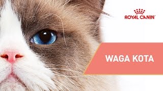 Waga kota - 2 skuteczne sposoby na ocenę kondycji kota || ROYAL CANIN || Porady dla właściciela kota