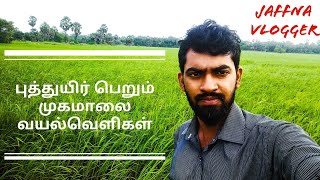 யாழ்ப்பாணத்தில் அழகிய வயல்வெளி 🌾 | Paddy Filed in Jaffna | Jaffna vlog tamil