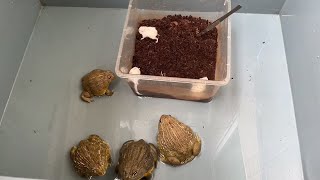 4隻非洲牛蛙和三隻倉鼠 4 African bullfrogs and 3 hamsters / WARNING LIVE FEEDING