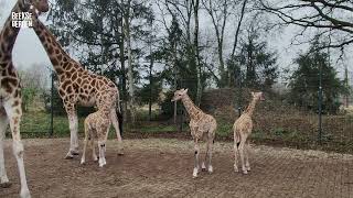 Beekse Bergen viert de geboorte van maar liefst drie Nubische giraffen