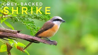 Maybe He lost his one leg 😟  Stunning Grey-backed Shrike